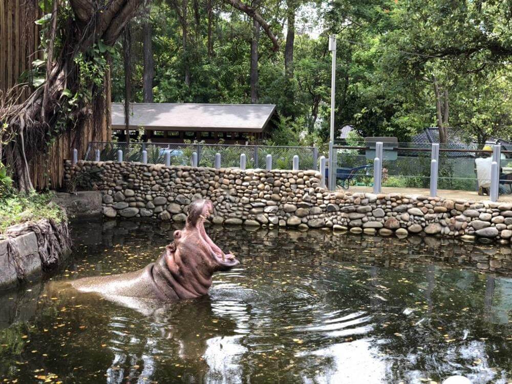 邱文傑建築師改造台灣最老動物園，新竹市立動物園以動物為本，沒有籠子！